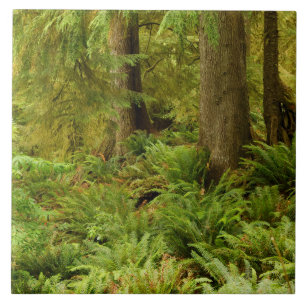 Üppiger Wald & Farne   Ecola State Park, Oregon Fliese