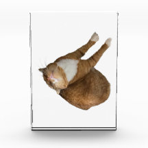 Upside-Down Sunshine