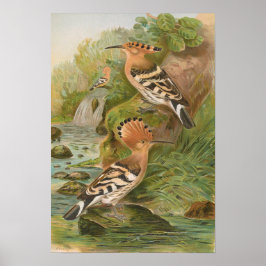 Upupa epops von Johann Friedrich Naumann Poster