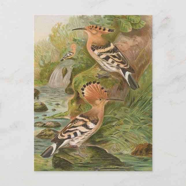Upupa epops von Johann Friedrich Naumann Postkarte (Vorderseite)