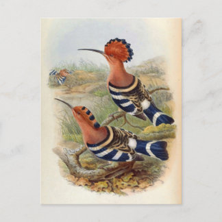 Upupa Nigripennis (Indian Hoopoe) Postkarte