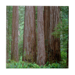 Uralte Redwoods ragen empor Fliese