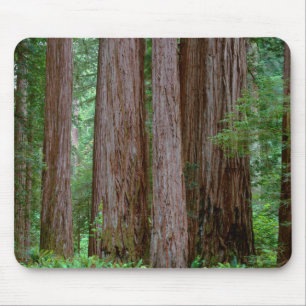 Uralte Redwoods ragen empor Mousepad