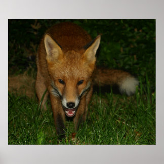 Urban Fox Poster