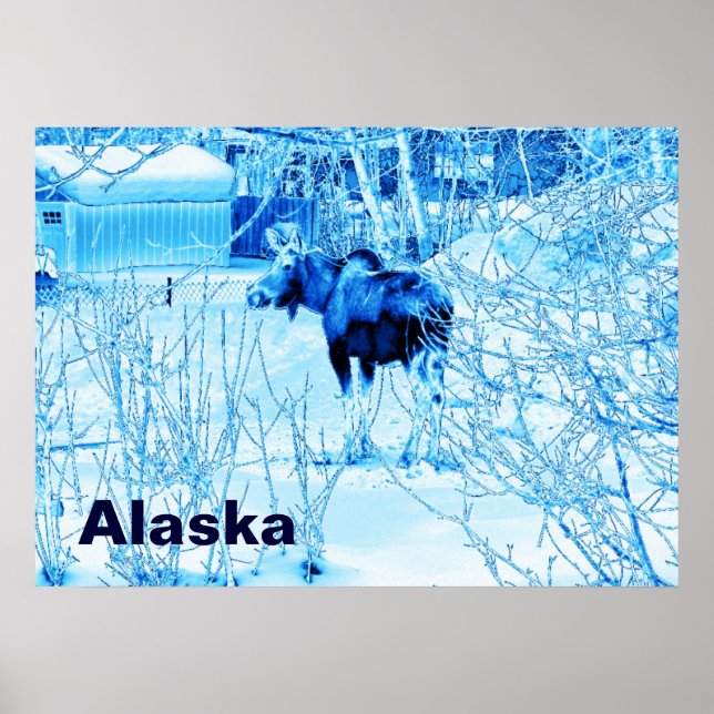 Urban Moose Poster (Vorne)