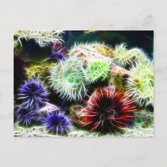 Urchin Bed Postkarte (Vorderseite)