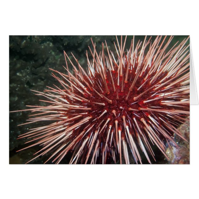 Urchin géant de la mer Rouge - Carte (Devant horizontal)