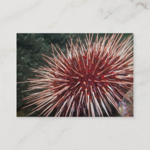 Urchin géant de la mer Rouge - Carte de visite