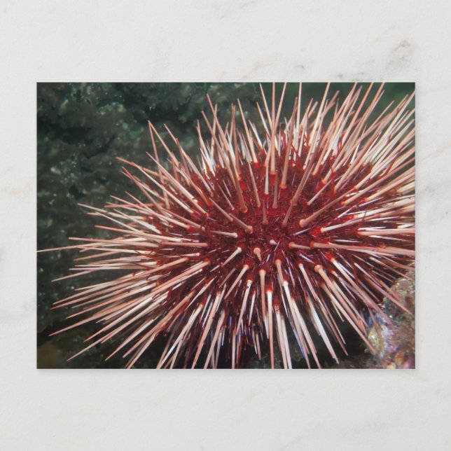 Urchin géant de la mer Rouge - Carte postale (Devant)