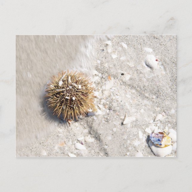 Urchin im Meer Postkarte (Vorderseite)