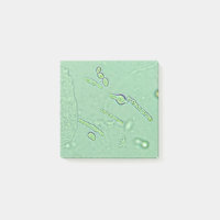 Urinalyse Hefe Mikroskop Laborschlitten