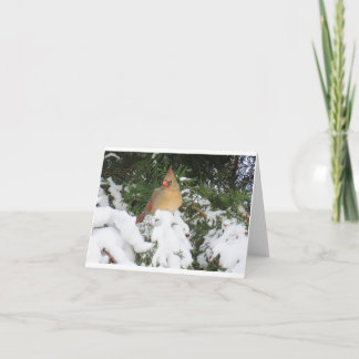 Urlaubskarte mit Kardinal Karte