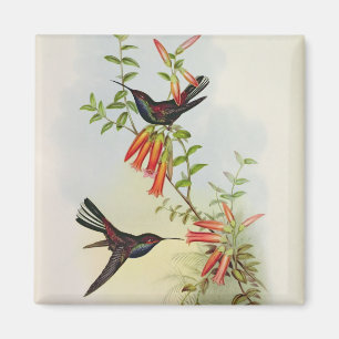 Urochroa Bougieri Magnet