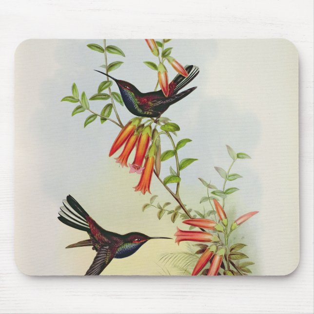 Urochroa Bougieri Mousepad (Vorne)