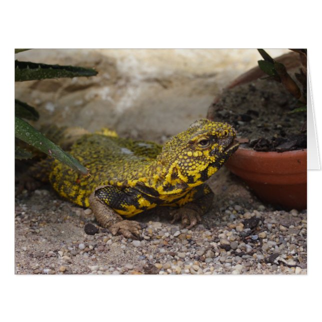Uromastyx geyri (Devant horizontal)