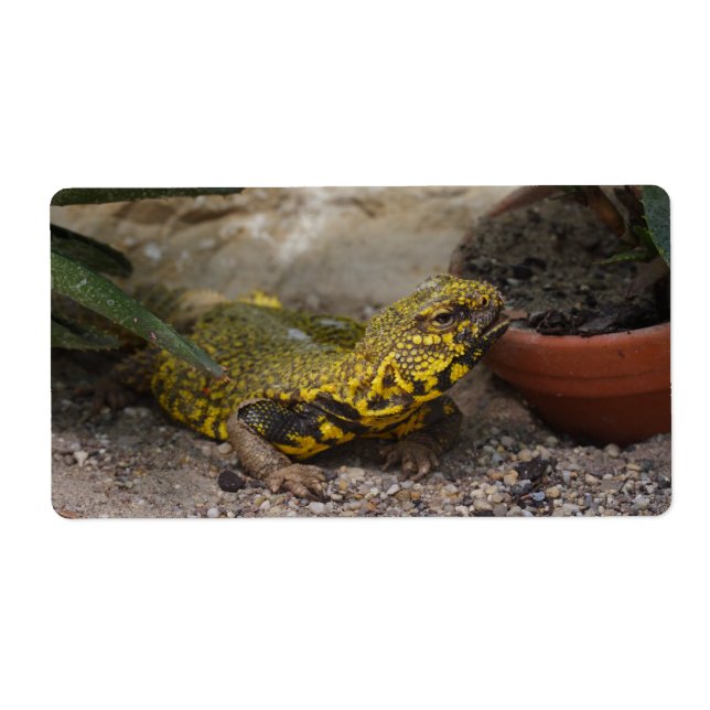 Uromastyx geyri (Vorne)