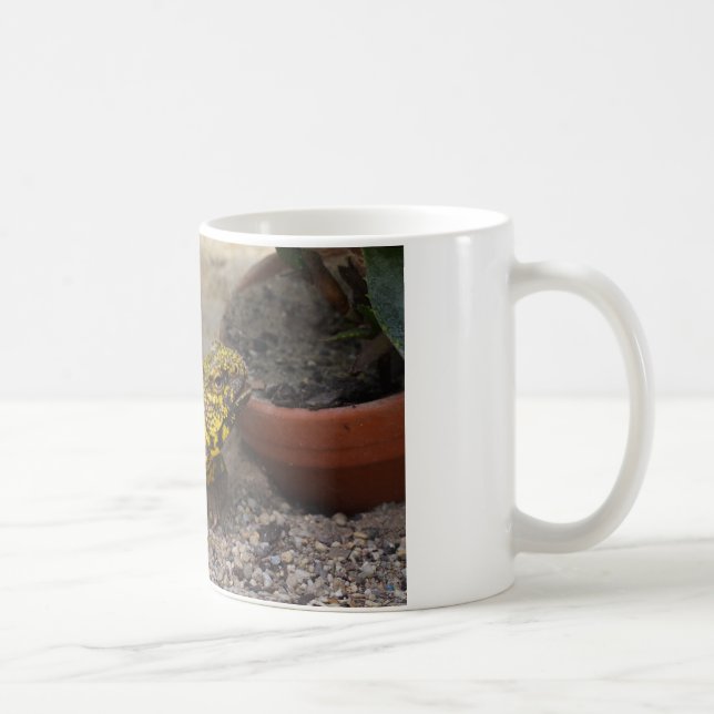 Uromastyx geyri kaffeetasse (Rechts)