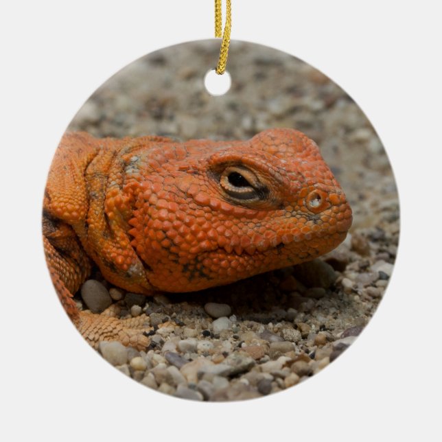 Uromastyx geyri keramikornament (Vorne)