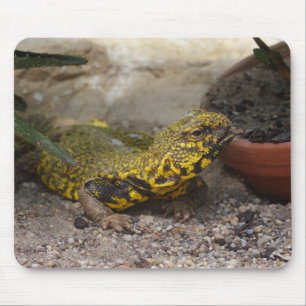 Uromastyx geyri mousepad