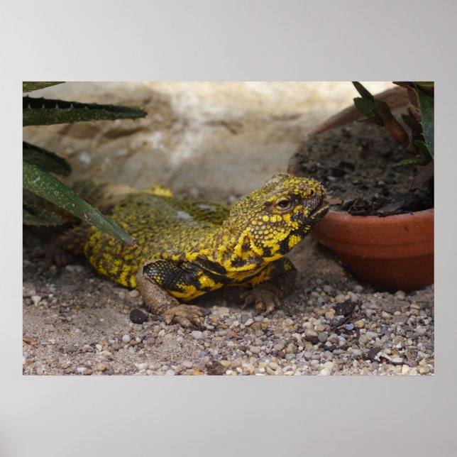 Uromastyx geyri poster (Vorne)