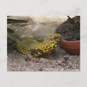 Uromastyx geyri postkarte