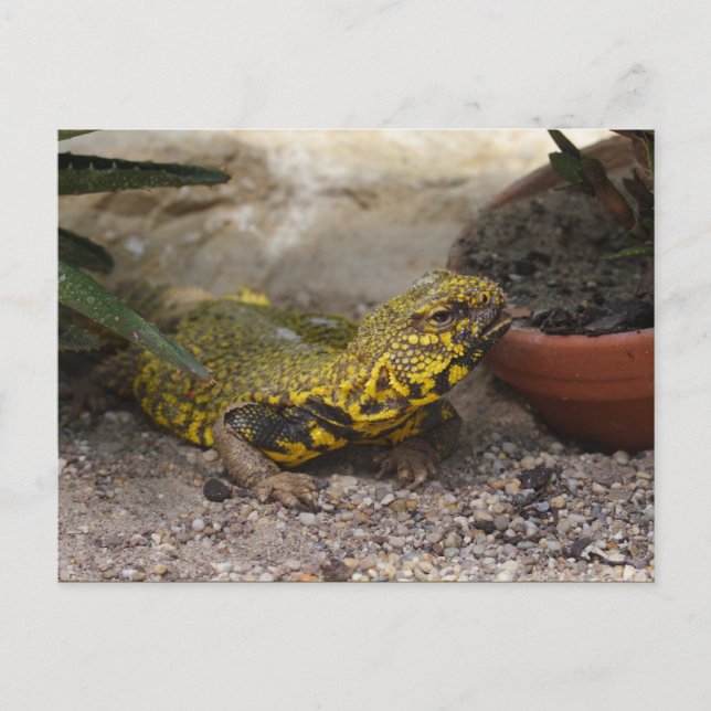 Uromastyx geyri postkarte (Vorderseite)