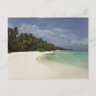 Ursprünglicher Strand und Kokospalmen. Postkarte