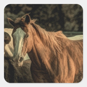 Ursprüngliches rustikales Western-Wildpferd Quadratischer Aufkleber