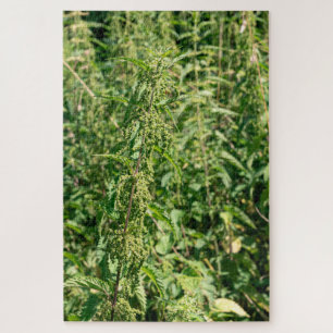 Urtica dioica,
