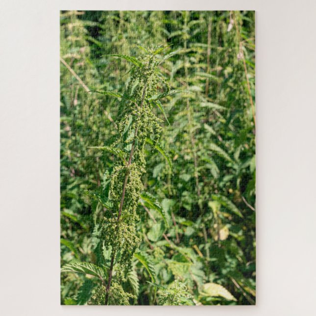 Urtica dioica,  (Vertikal)