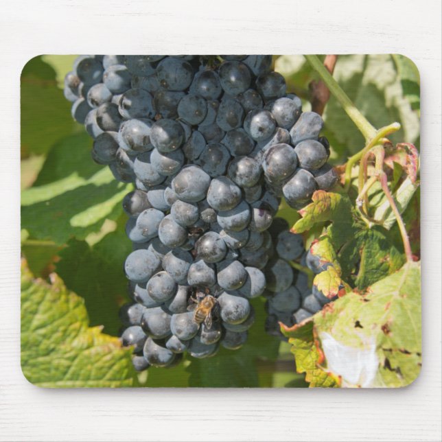 Uruguay, Montevideo, Colon Area. Bodegas Mousepad (Vorne)
