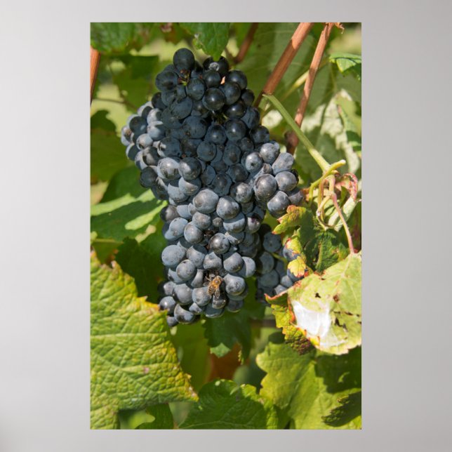 Uruguay, Montevideo, Colon Area. Bodegas Poster (Vorne)