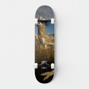 Uruguay, Montevideo Department, Montevideo.2 Skateboard