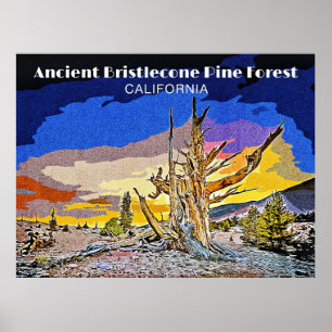 Urwald der Borstenkiefern, Kalifornien Poster