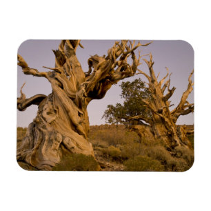 Urwald der Borstenkiefern, White Mountains, CA Magnet