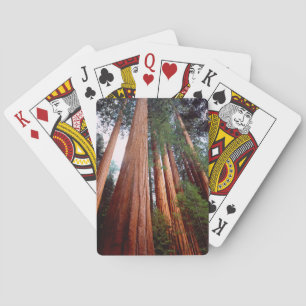 Urwaldmammutbäume Spielkarten