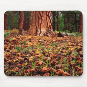Urwüchsiger Ponderosa-Baum mit Kiefernzapfen Mousepad