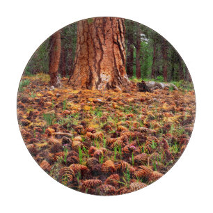 Urwüchsiger Ponderosa-Baum mit Kiefernzapfen Schneidebrett