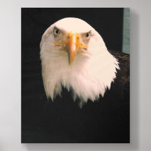 US Bald Eagle