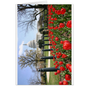 US-Hauptstadtsfrühlings-Blume