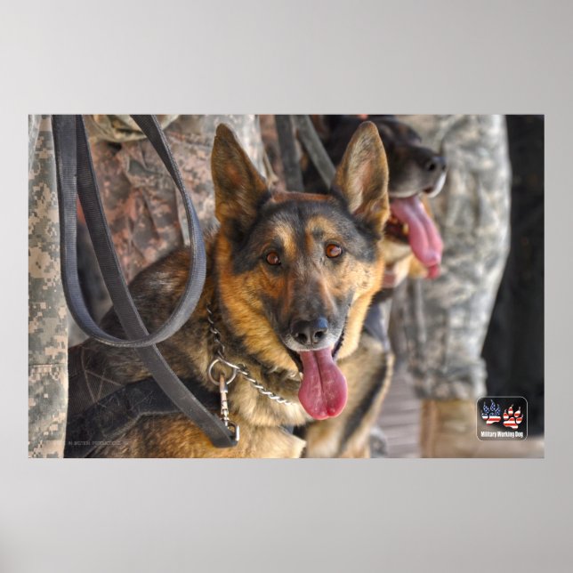 US-MILITÄRISCHER ARBEITSHUND POSTER (Vorne)