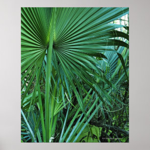 US Virgin Islands, St Thomas, tropisches Blätter Poster