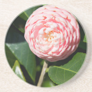 USA, Alabama, Theodore Near Mobile Untersetzer