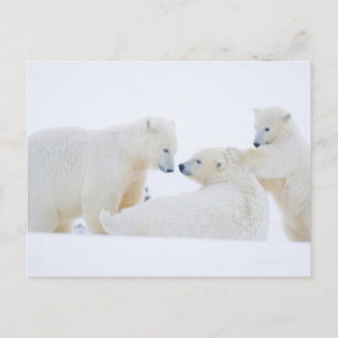 USA, Alaska, 1002 Küstenlinie Schlicht der Arktis Postkarte