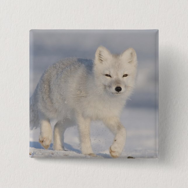 USA, Alaska, 1002 Küstenlinie Schlicht des ANWR. A Button (Vorderseite)