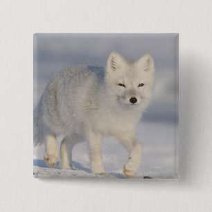 USA, Alaska, 1002 Küstenlinie Schlicht des ANWR. A Button