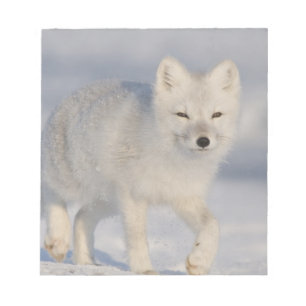 USA, Alaska, 1002 Küstenlinie Schlicht des ANWR. A Notizblock