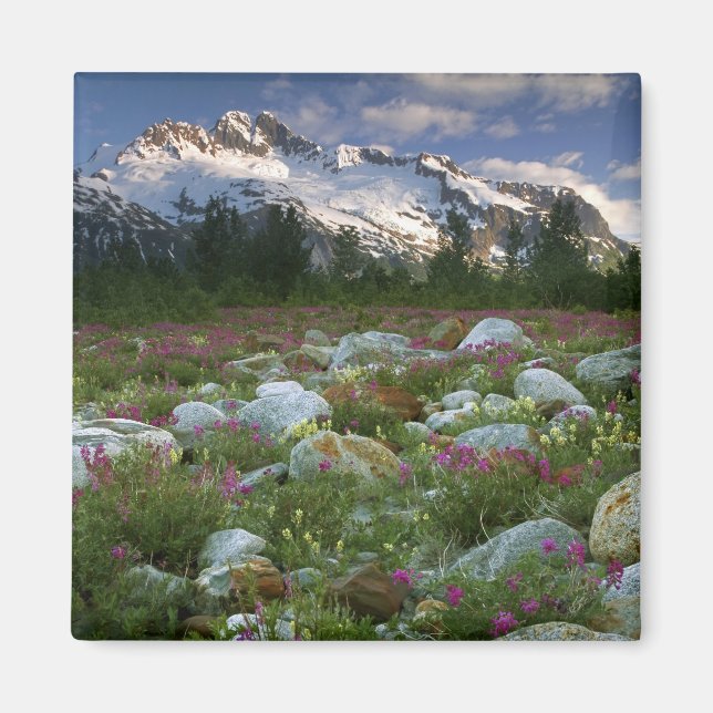 USA, Alaska, Alsek-Tatshenshini Wilderness. Ansehe Magnet (Vorne)