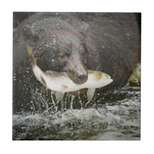 USA, Alaska, Anan Creek. Nahaufnahme eines Schwarz Fliese
