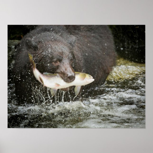 USA, Alaska, Anan Creek. Naher Schwarzer Bär Poster (Vorne)